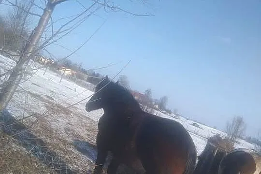 Zmieni właściciela, Warmińsko-mazurskie, Czyprki