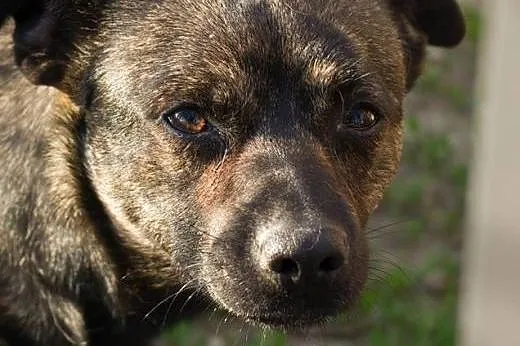 Cztery psiaki i kociaki szukają domu po śmierci op