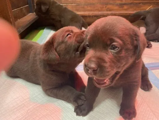 Labrador Retriever szczenieta czekoladowe, szczeniaki, , Zielona Góra