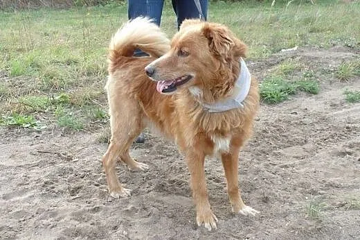 Śliczny Rudasek szuka domu.,  śląskie Rybnik