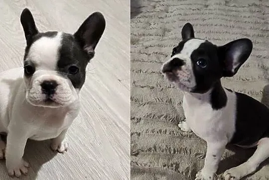 Buldog Francuski