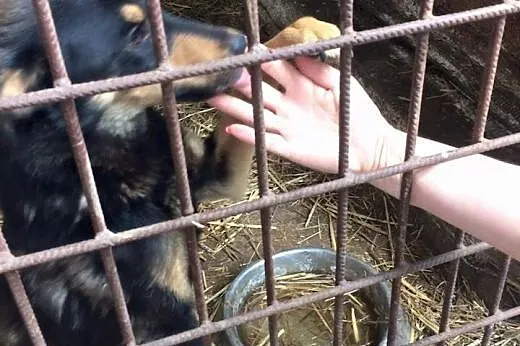 Ocal rocznego Romusia przed wywózką do schroniska 