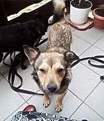 PIONEK wniesie do Twojego życia wiele radości, ma
