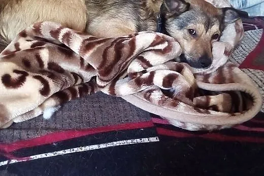 PIONEK wniesie do Twojego życia wiele radości,  ma
