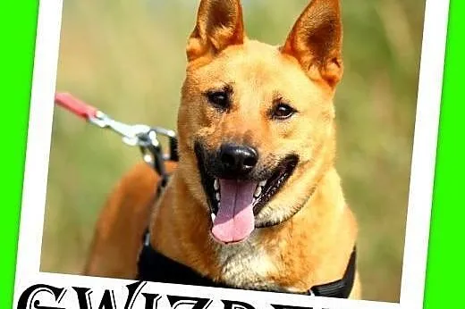 Dla aktywnych,wesoły,przyjazny,energiczny,łagodny,średni pies GWIZDEK.Adopcja,  łódzkie Łódź