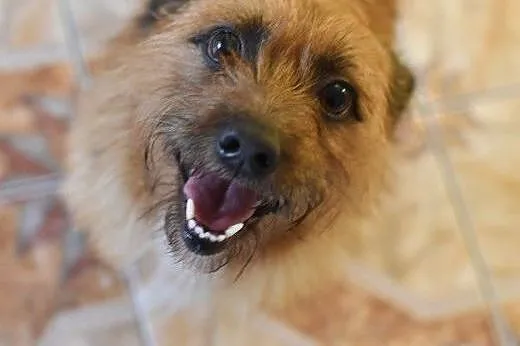 szorstkowłosy MIKRUS poleca się do adopcji,  mazowieckie Warszawa