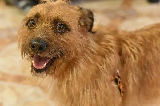 Szorstkowłosy MIKRUS poleca się do adopcji,  mazow