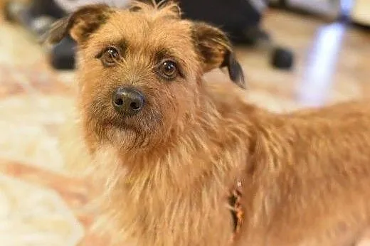 Szorstkowłosy MIKRUS poleca się do adopcji,  mazow
