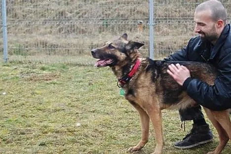 Roki potrzebuje kogoś, kto go pokocha!,  wielkopol