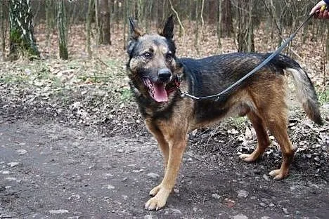 Roki potrzebuje kogoś, kto go pokocha!,  wielkopol