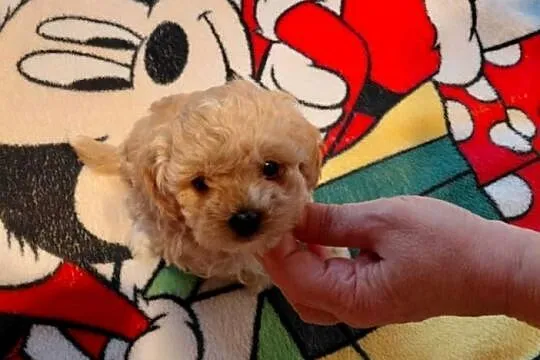 Maltipoo - piesek biszkoptowy