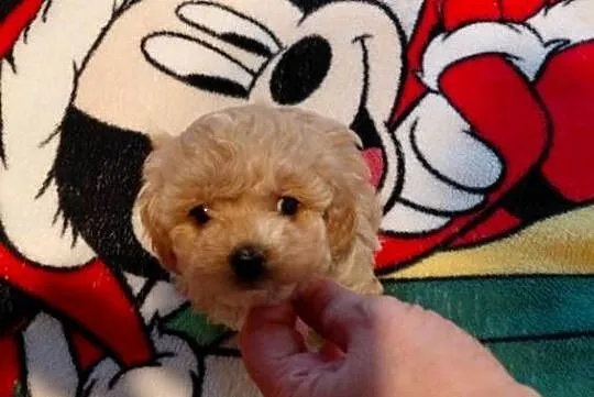 Maltipoo - piesek biszkoptowy, Mazowieckie, Wyszków