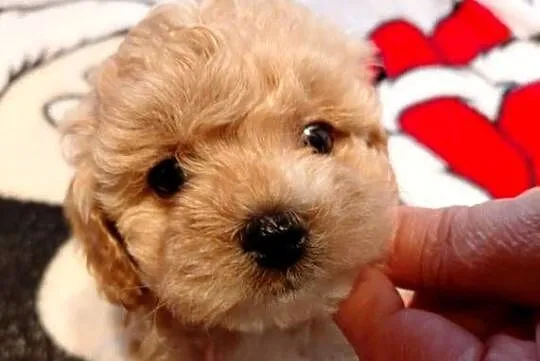 Maltipoo - piesek biszkoptowy, Mazowieckie, Wyszków