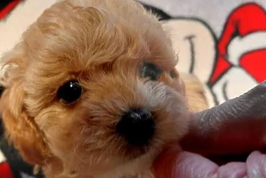 Maltipoo - piesek biszkoptowy, Mazowieckie, Wyszków
