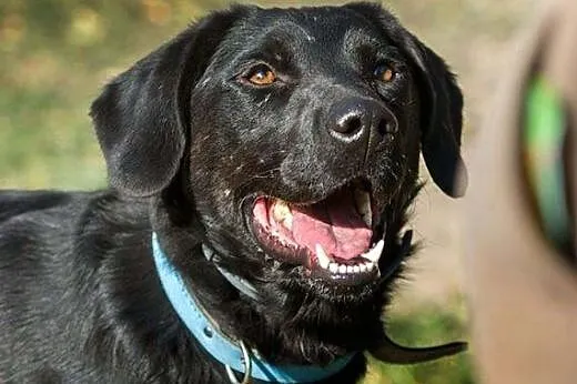 POKER - piękny, czarny labrador do adopcji,  mazowieckie Warszawa