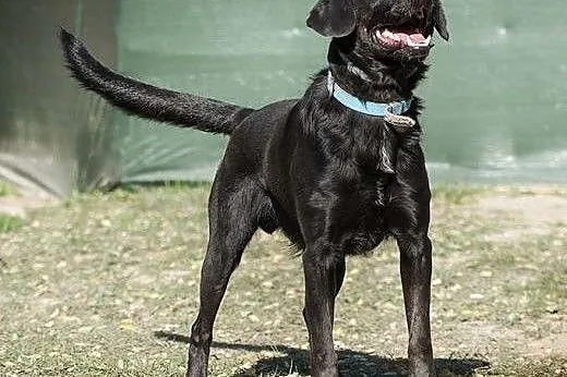 POKER - piękny, czarny labrador do adopcji,  mazow