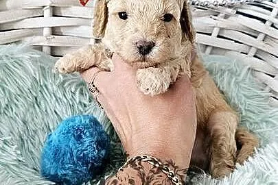 Pudel Toy/Miniatura Badania Genetyczne PASZPORT!, Łódzkie, Sędziejowice