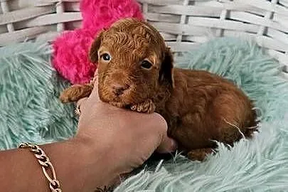 Pudel Toy/Miniatura Badania Genetyczne PASZPORT!, Łódzkie, Sędziejowice