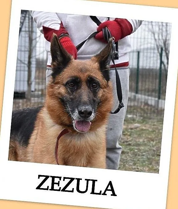 5 letnia ZEZULA,mądra,kontaktowa,sterylizowana suczka owczarka niem.Adopcja., Śląskie, Gliwice