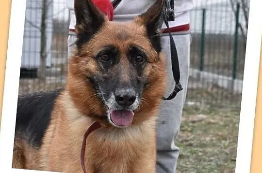 5 letnia ZEZULA,mądra,kontaktowa,sterylizowana suczka owczarka niem.Adopcja., Śląskie, Gliwice