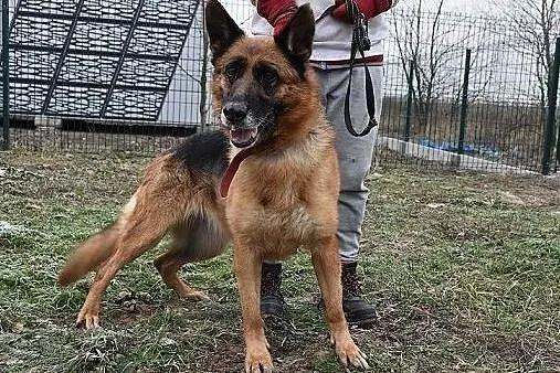 5 letnia ZEZULA,mądra,kontaktowa,sterylizowana suczka owczarka niem.Adopcja., Śląskie, Gliwice