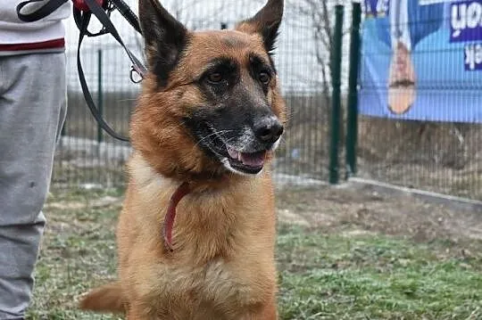 5 letnia ZEZULA,mądra,kontaktowa,sterylizowana suczka owczarka niem.Adopcja., Śląskie, Gliwice