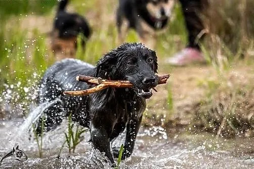 Mały- psiak w typie labradora szuka domu,  mazowie