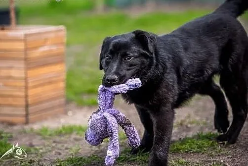 Mały- psiak w typie labradora szuka domu,  mazowie