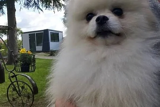 Reproduktor-pomeranian typ misia, Dolnośląskie, Bolesławiec