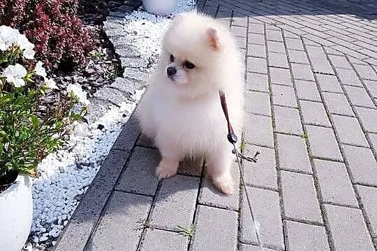 Reproduktor-pomeranian typ misia, Dolnośląskie, Bolesławiec