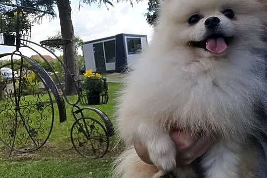Reproduktor-pomeranian typ misia, Dolnośląskie, Bolesławiec