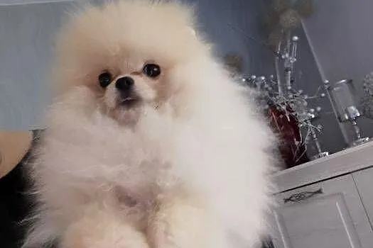 Reproduktor-pomeranian typ misia, Dolnośląskie, Bolesławiec