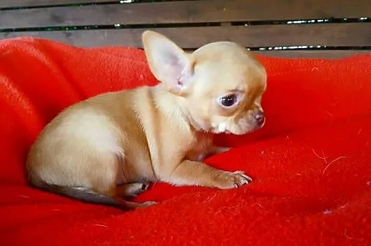 Piękna suczka chihuahua