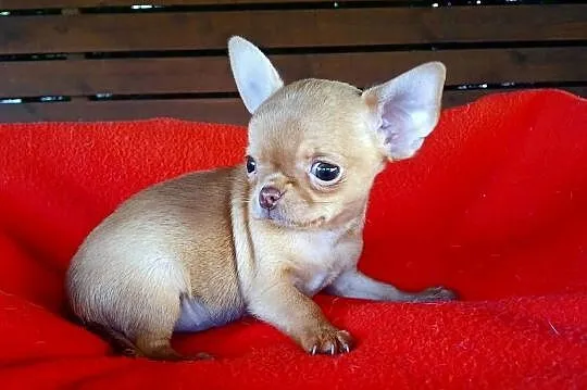 Piękna suczka chihuahua, Mazowieckie, Płock
