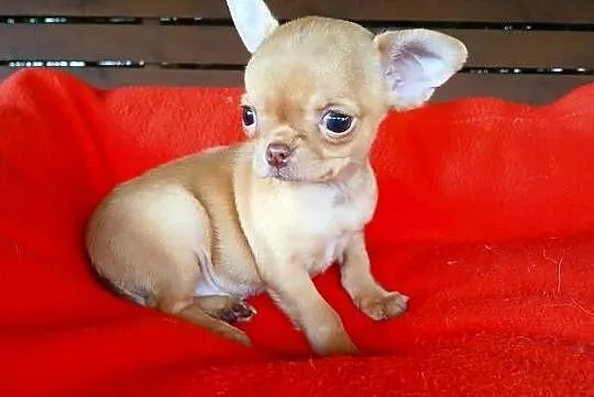 Piękna suczka chihuahua, Mazowieckie, Płock