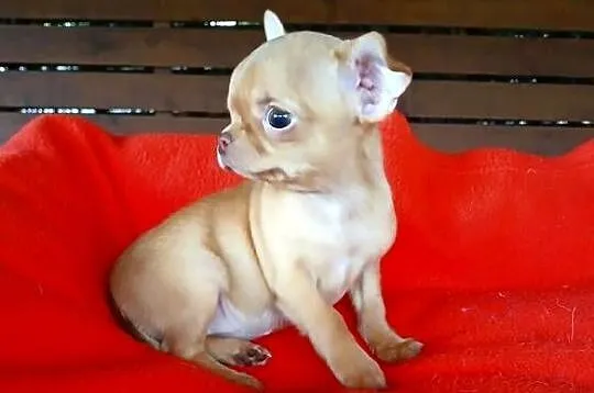Piękna suczka chihuahua, Mazowieckie, Płock