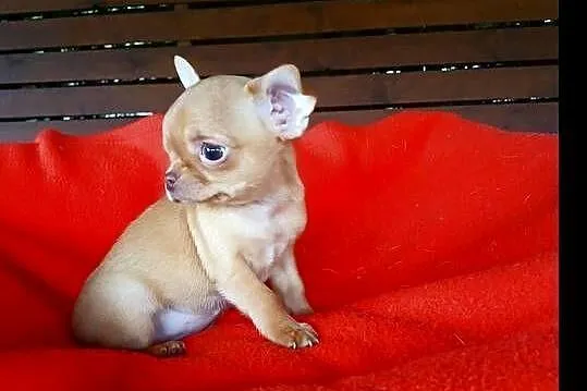 Piękna suczka chihuahua, Mazowieckie, Płock
