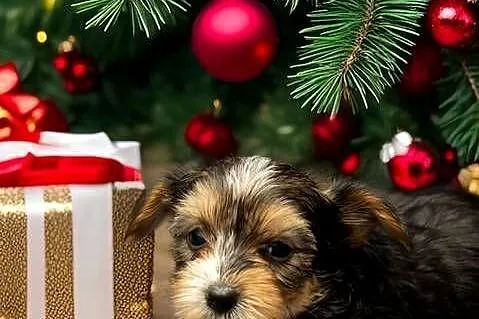 Yorkshire terrier
