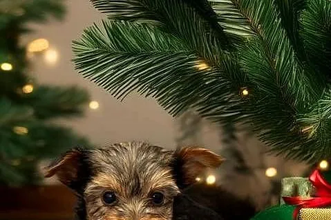 Yorkshire terrier, Warmińsko-mazurskie, Morąg
