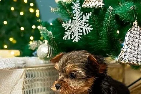 Yorkshire terrier, Warmińsko-mazurskie, Morąg