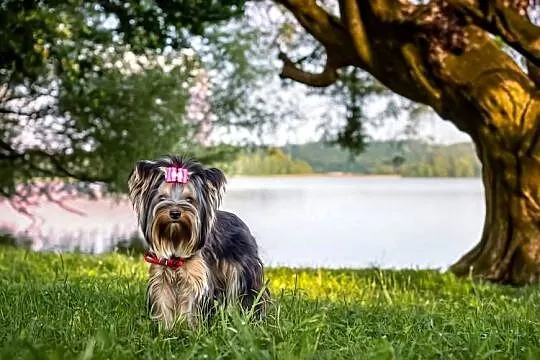 Yorkshire terrier, Warmińsko-mazurskie, Morąg