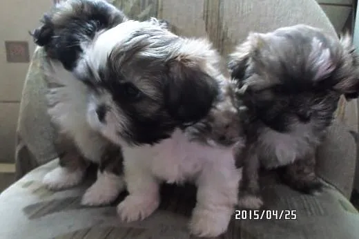 Śliczne shih tzu,  łódzkie Łódź