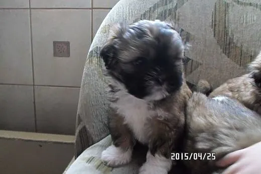 Śliczne shih tzu,  łódzkie Łódź