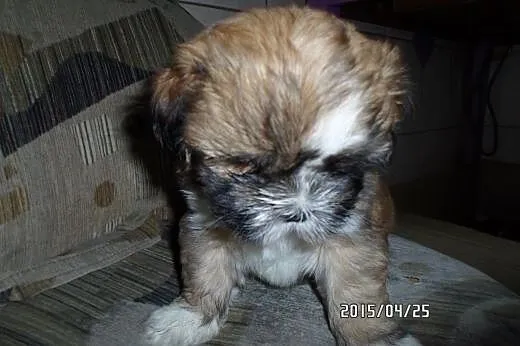 Śliczne shih tzu,  łódzkie Łódź