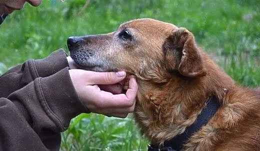 Weź Korusia - to taki dobry psiak..., warmińsko-m