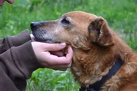 Weź Korusia - to taki dobry psiak...,  warmińsko-m