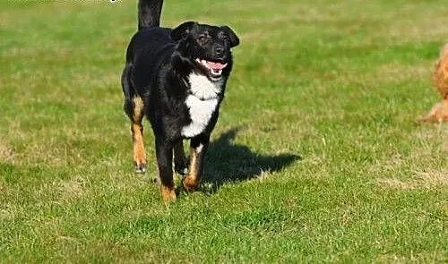 Willy się z chęcią do Ciebie przytuli :), mazowie