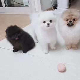 Bezcenny, czarny szczeniak rasy pomeranian czeka na nowy dom.