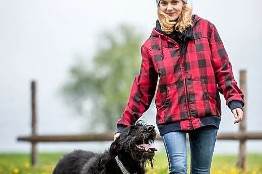 KAJ w typie sznaucera - tylko do domu zabierać!,  
