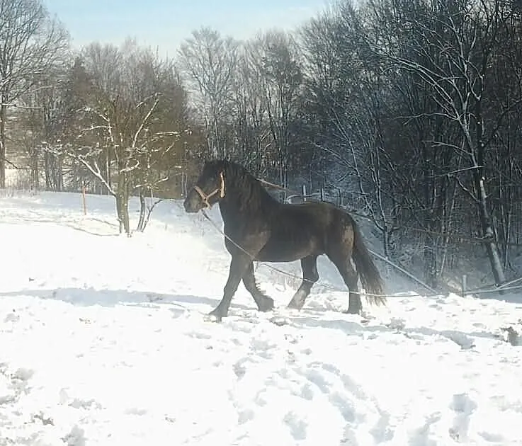 Ogier